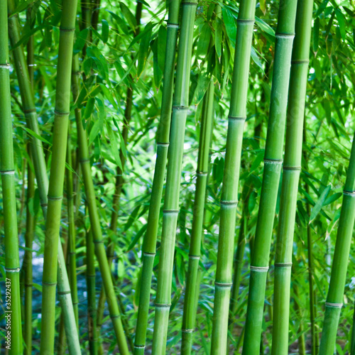 Nowoczesny obraz na płótnie Bambus