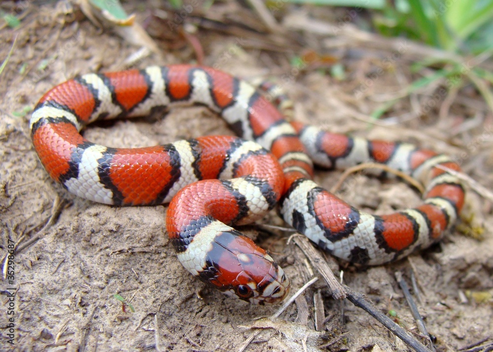 Juvenile Red Milk Snake, Lampropeltis triangulum syspila