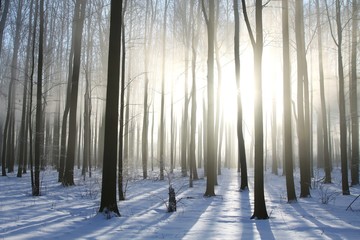 Wall Mural - Winter forest on a foggy December's morning