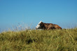 Cow lying on a field