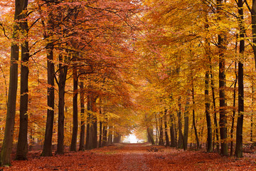 Sand lane with trees in autumn