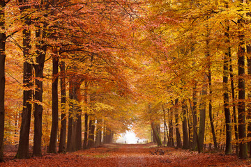 Sand lane with trees in autumn