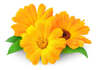 isolated flowers. three orange marigold (calendula) flowers with leaves isolated on white background