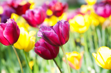 Many tulips in the park