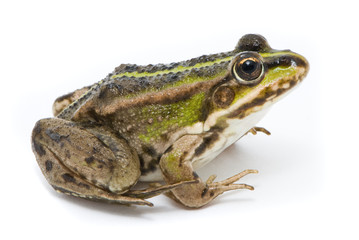 Rana ridibunda. Frog on white background