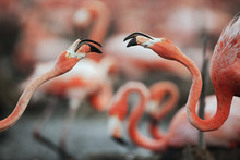 Fighting Flamingos.