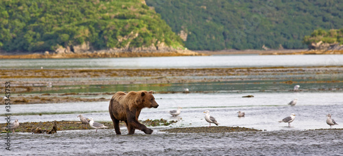 Board z aluminiowym obramowaniem Przybrzeżny niedźwiedź brunatny w katmai alaska przyrody