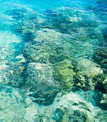 Sticker - Snorkeling in a Coral Sea