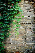 Grey Brick Wall Covered In Green Ivy