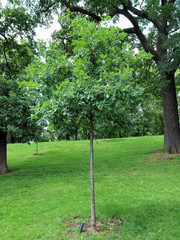 Poster - Kensington gardens, London