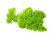 curled leaf parsley