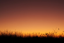 Grass Silhouetted Against A Colorful Sky Shortly After Sunset