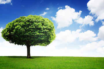 green field with an tree