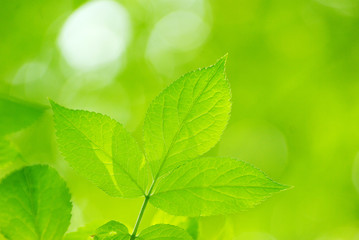 green leaves