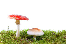Mushrooms In Moss