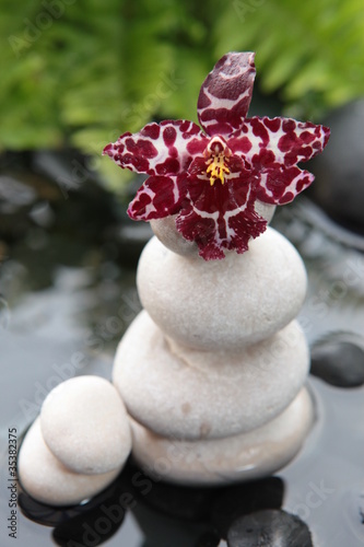 Tapeta ścienna Woda i orchidea