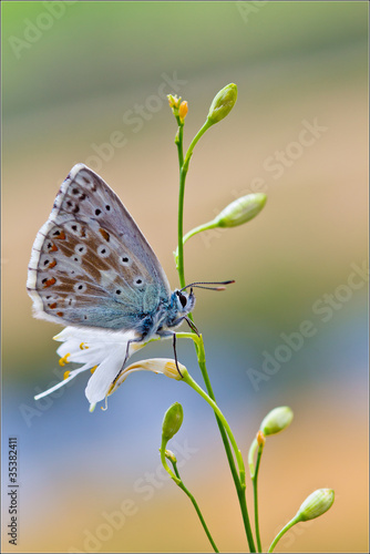 Tapeta ścienna Bluebird