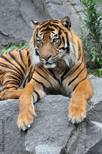 Tapeta ścienna Sumatratiger
