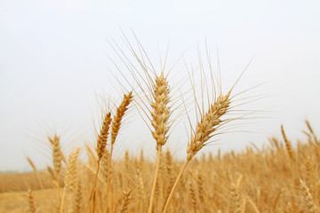 Naklejka na meble ripe wheat