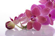 Pink Flowers Orchid