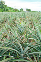 Fresh Pineapple Growing In Field