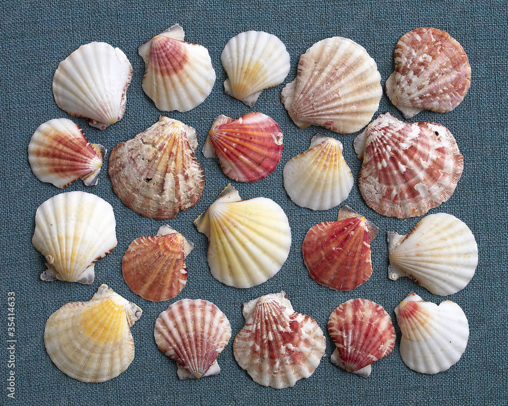 Sea Shell Color Variations variety of sea shells, natural background Stock Photo | Adobe Stock