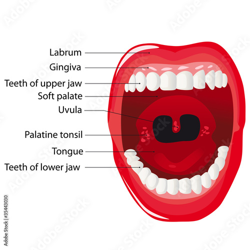 Naklejka - mata magnetyczna na lodówkę Mouth