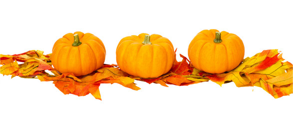 Fall or Thanksgiving or Halloween decoration isolated on white