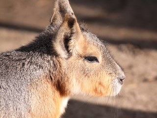 mara