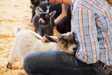 Baby Goat Young Handler