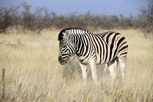 Obraz na płótnie canvas Zebra