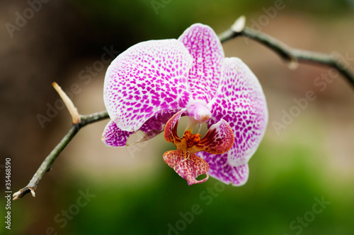 Tapeta ścienna Orchidea