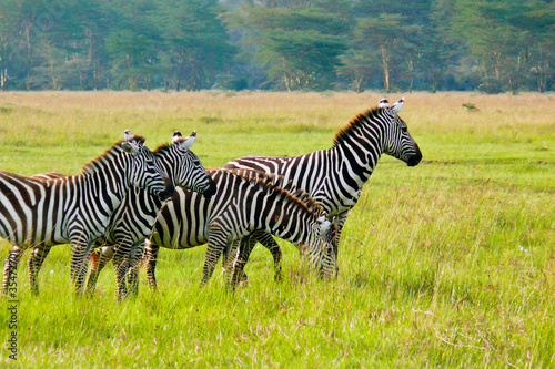 Obraz na płótnie canvas czteroczęściowy "tetraptyk" Cztery zebry w rezerwacie narodowym Masai Mara, Kenia.