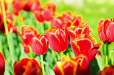 Fototapeta Kwiaty - Tulip flowers in the park