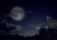 Wolf Howling On Cliff At Mid Night With Full Moon