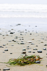 Poster - Beach detail on Pacific ocean coast of Canada