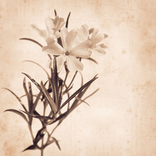 Old Paper Background With Creeping Phlox