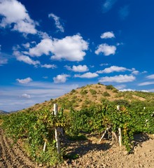 Wall Mural - vineyard around a hill