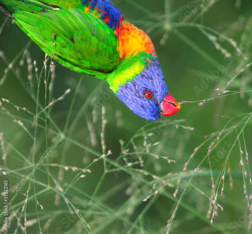 Obraz na płótnie canvas czteroczęściowy "tetraptyk" Lorikeet o zachodzie słońca, gatunek papugi australazjatyckiej