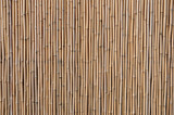 Fototapeta Fototapety do sypialni na Twoją ścianę - bambusrohr
