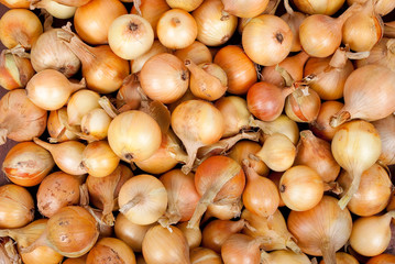 Wall Mural - Raw ripe onions