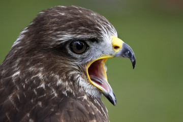 Canvas Print - Mäusebussard