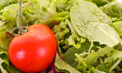 Wall Mural - Fresh Red Tomato on Salad Greens