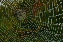 Thick Spiderweb In The Dew