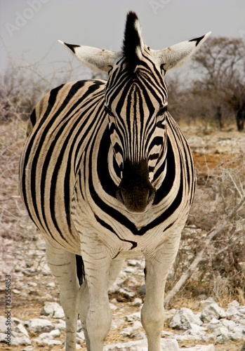 Obraz na płótnie canvas trzyczęściowy "tryptyk" Zebra