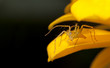 Yellow spider.