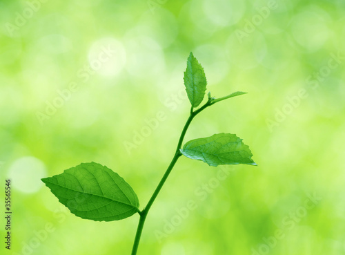 Naklejka samoprzylepna Zielone liście z naturalnym