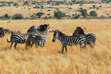 Fototapeta Konie - Gnus and zebras