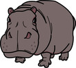 カバ hippopotamus