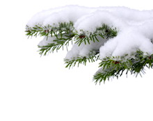 Christmas Tree With Fresh Snow